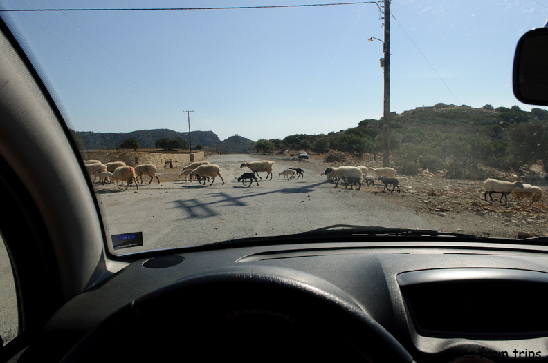 sheep across the road2010d18c148.jpg